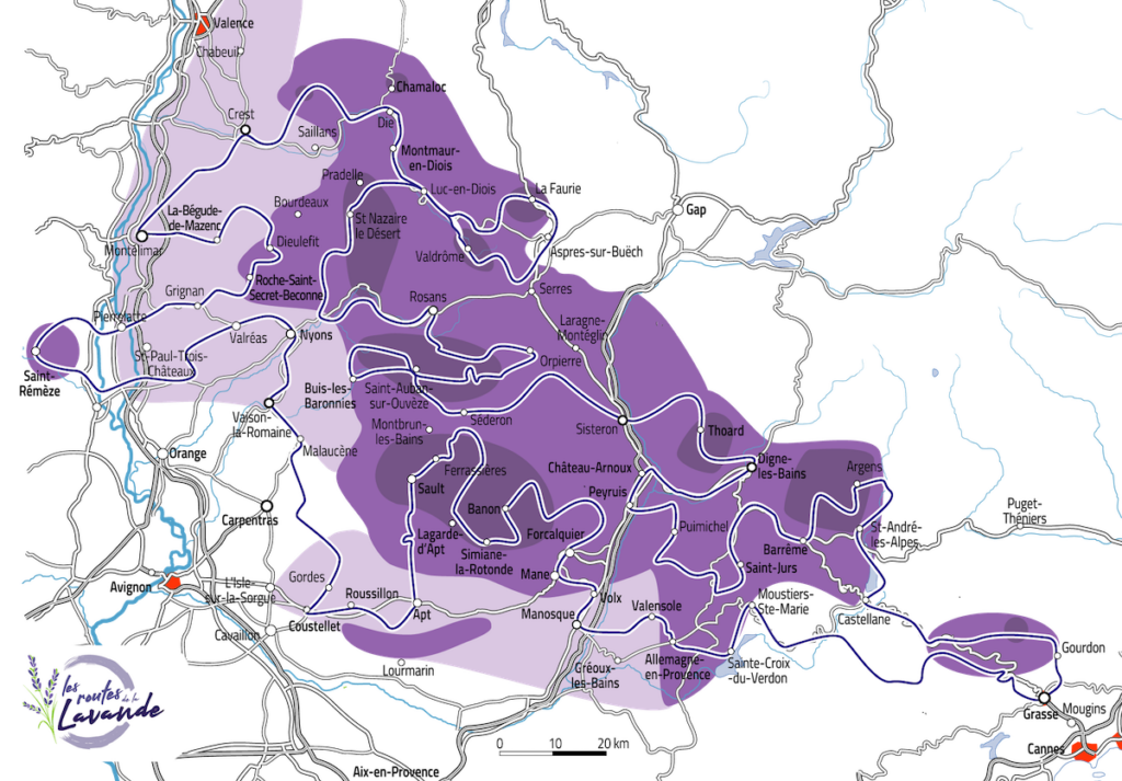 Die Blütezeit des Lavendels in der Provence