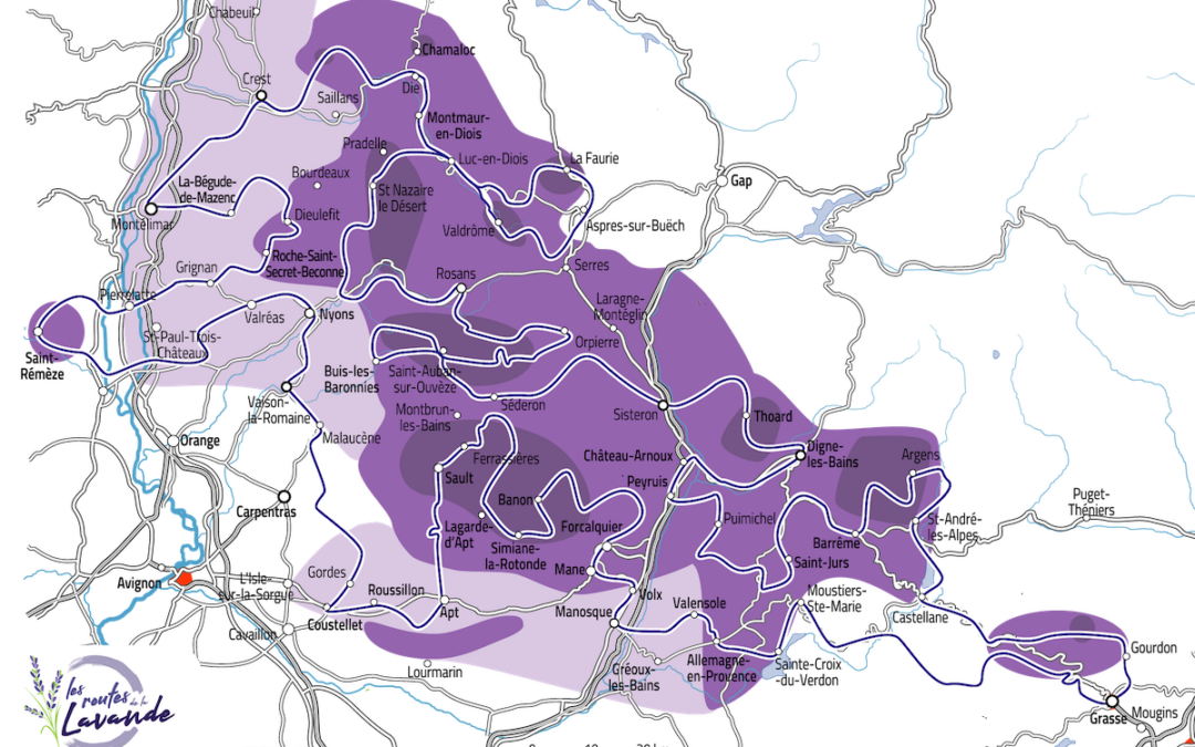 Die Blütezeit des Lavendels in der Provence